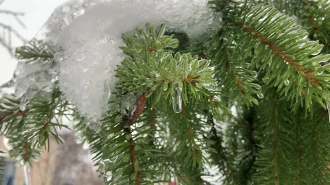 Ice Tree. Stock Footage 233084025