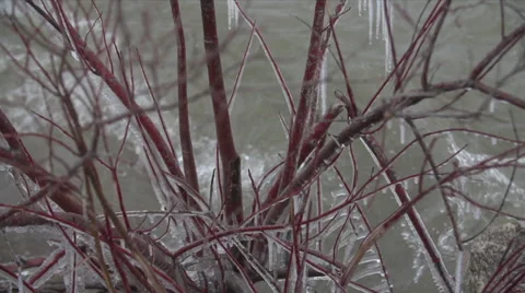 Ice Tree GeorgianBay Winter Waves SuperSlowMotion 240FPS 1080HD Stock Footage 62834916