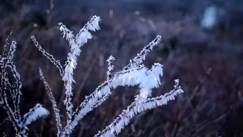 Ice on a Tree in Iceland Stock Footage 303941426