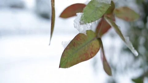 Ice on tree leaves Stock Footage 77050593
