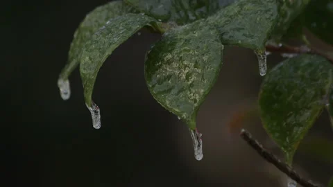 Ice on tree leaves winter ice storm Stock Footage 148594410