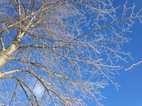 Ice tree 写真素材