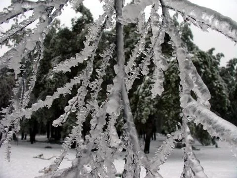 Ice tree Stock Photos