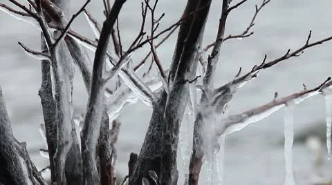 Ice trees 3 Stock Footage 10684747