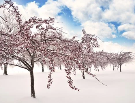 Ice on the trees  branches Stock Photos