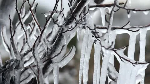 Ice trees Stock Footage 10684801