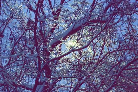 Ice trees at night the light of a lantern through the branches of ice Stock Photos