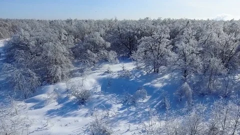 Ice trees in the snowy forest Stock Footage 85832929