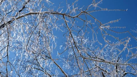 Ice Trees Winter Storm Wind Cold Stock Footage 333223500