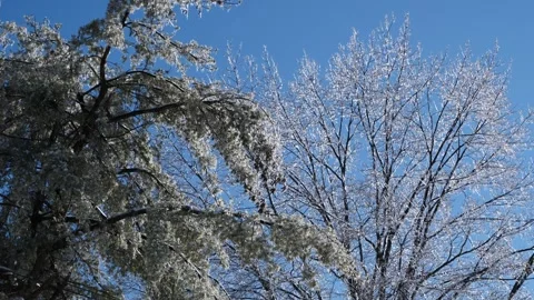 Ice Trees Winter Storm Wind Cold Stock Footage 333223714
