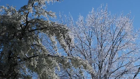 Ice Trees Winter Storm Wind Cold Stock Footage 333224196
