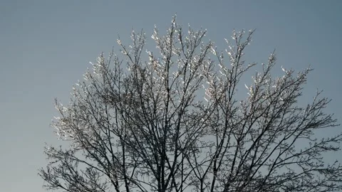 Ice Trees Winter Storm Wind Cold Stock Footage 333224206