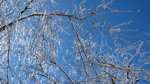 Ice Trees Winter Storm Wind Cold Stock Footage 333224945