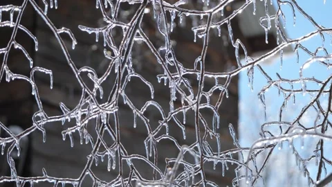 Ice Trees Winter Storm Wind Cold Stock Footage 333225375