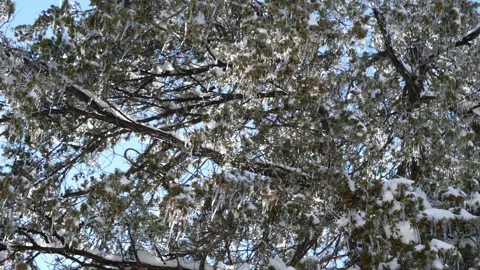 Ice Trees Winter Storm Wind Cold Stock Footage 333229585