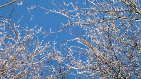 Ice Trees Winter Storm Wind Cold Stock Footage 333229868