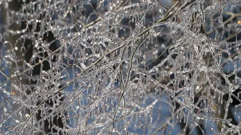 Ice Trees Winter Storm Wind Cold Stock Footage 333230046