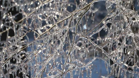 Ice Trees Winter Storm Wind Cold Stock Footage 333230640