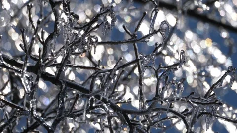 Ice Trees Winter Storm Wind Cold Stock Footage 333231247