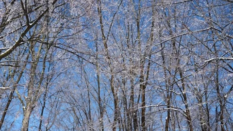 Ice Trees Winter Storm Wind Cold Stock Footage 333231764