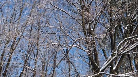 Ice Trees Winter Storm Wind Cold Stock Footage 333232148
