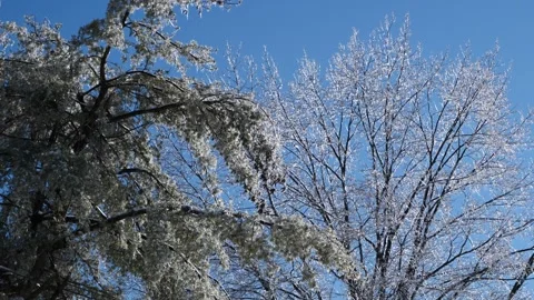 Ice Trees Winter Storm Wind Cold Stock Footage 333233235