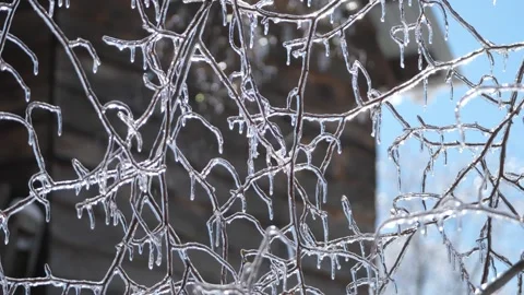 Ice Trees Winter Storm Wind Cold Stock Footage 333234467