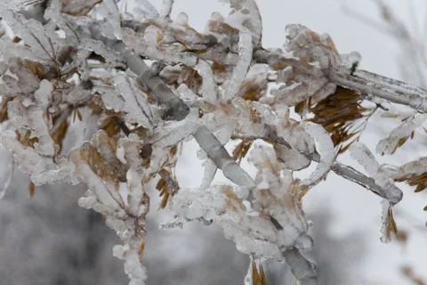 Ice on twig of  tree Stock Photos