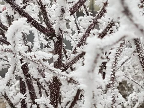 Ice on twigs of trees, Eis auf Ästen Foto stock