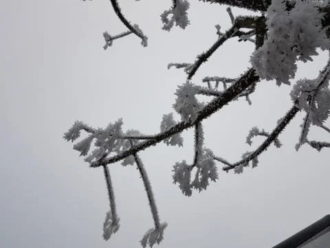 Ice on twigs of trees, Eis auf Ästen Foto stock