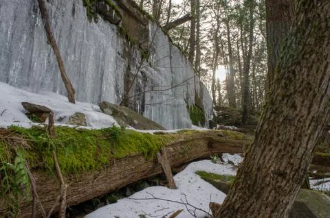 Ice Wall &amp; a Fallen Tree in Snowy Forest, Up State New York Stock Photos