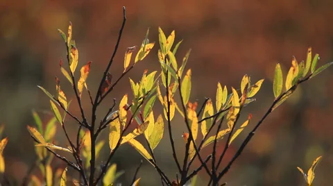 Ice, water Stock-Footage 881672