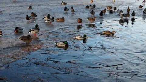 Ice water surface with ducks Stock Footage 127588052