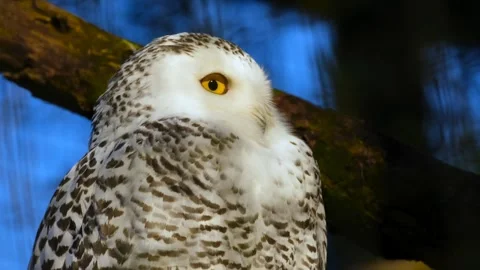 Ice white owl Stock-Footage 270816919