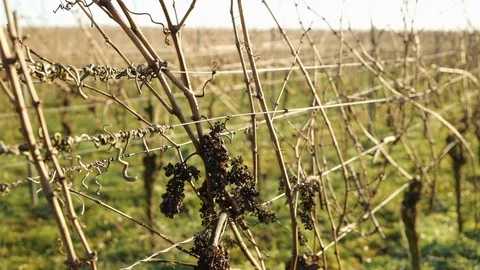 Ice Wine Grapes Hanging in Cold Winter Air in the German Rhein Area #1 Stock Footage 122865060