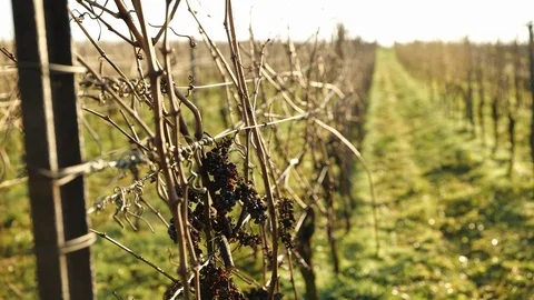 Ice Wine Grapes Hanging in Cold Winter Air in the German Rhein Area #2 Stock Footage 122866473