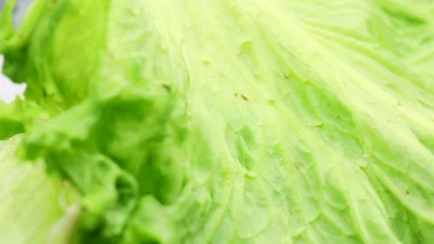 Iceberg lettuce background. selective focus Video stock 234044882