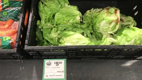 Iceberg lettuces Видео 197120245