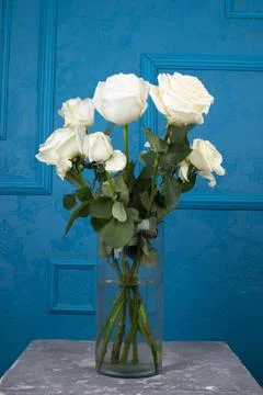 Iceberg rose on a blue background Stock Photos