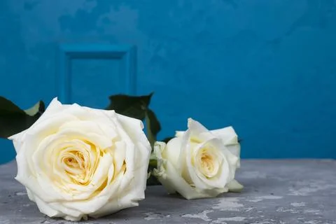 Iceberg rose on a blue background Stock Photos