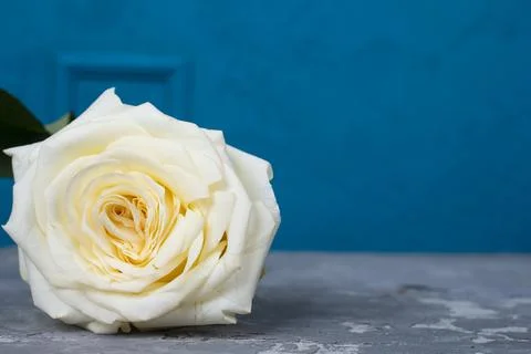 Iceberg rose on a blue background Stock Photos