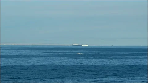 Icebergs on horizon. General plan Stock Footage 228095499