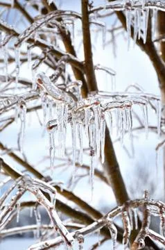 Icecircles on the tree branches Stock Photos