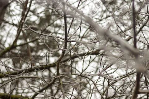 Ice‑Covered Tree Branches in Dense Winter Scene with Frozen Details Stock Photos
