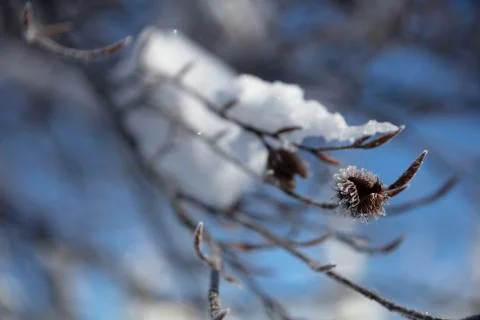 Iced beechnut shell on a snow covered redbeech branch Stock Photos