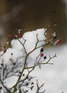Iced Berries Stock Photos