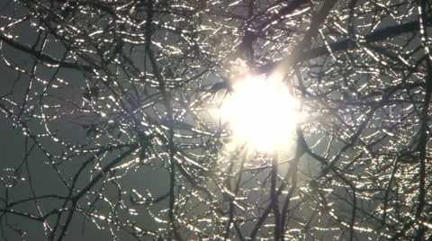 Iced branches sun 動画素材 34452509