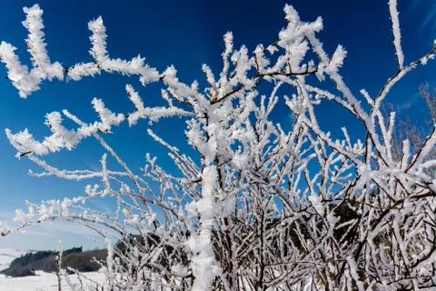 Iced bush Fotos de archivo