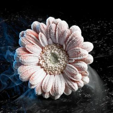 Iced gerbera flower Stock Photos
