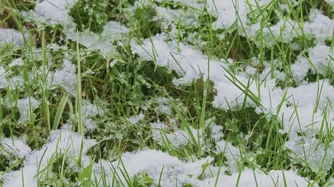 Iced green grass covered with snow and ice in spring after the snowfall Stock Footage 240215100